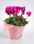 Ciclamino rosa