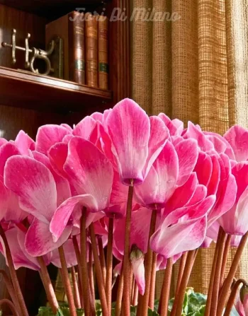 Cyclamini rosa (1)