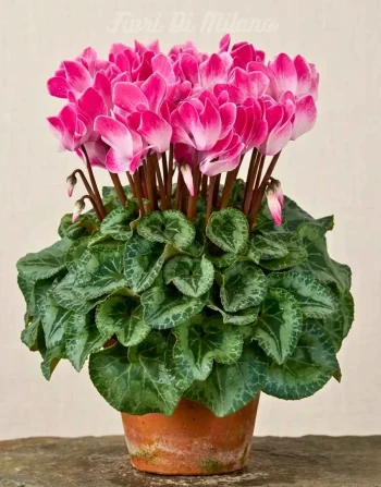 Cyclamini rosa
