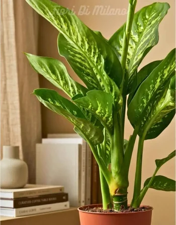 DIEFFENBACHIA (1)