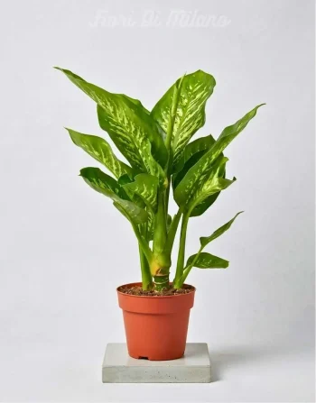 DIEFFENBACHIA