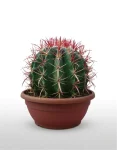 Ferrocactus