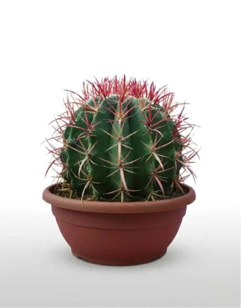 Ferrocactus
