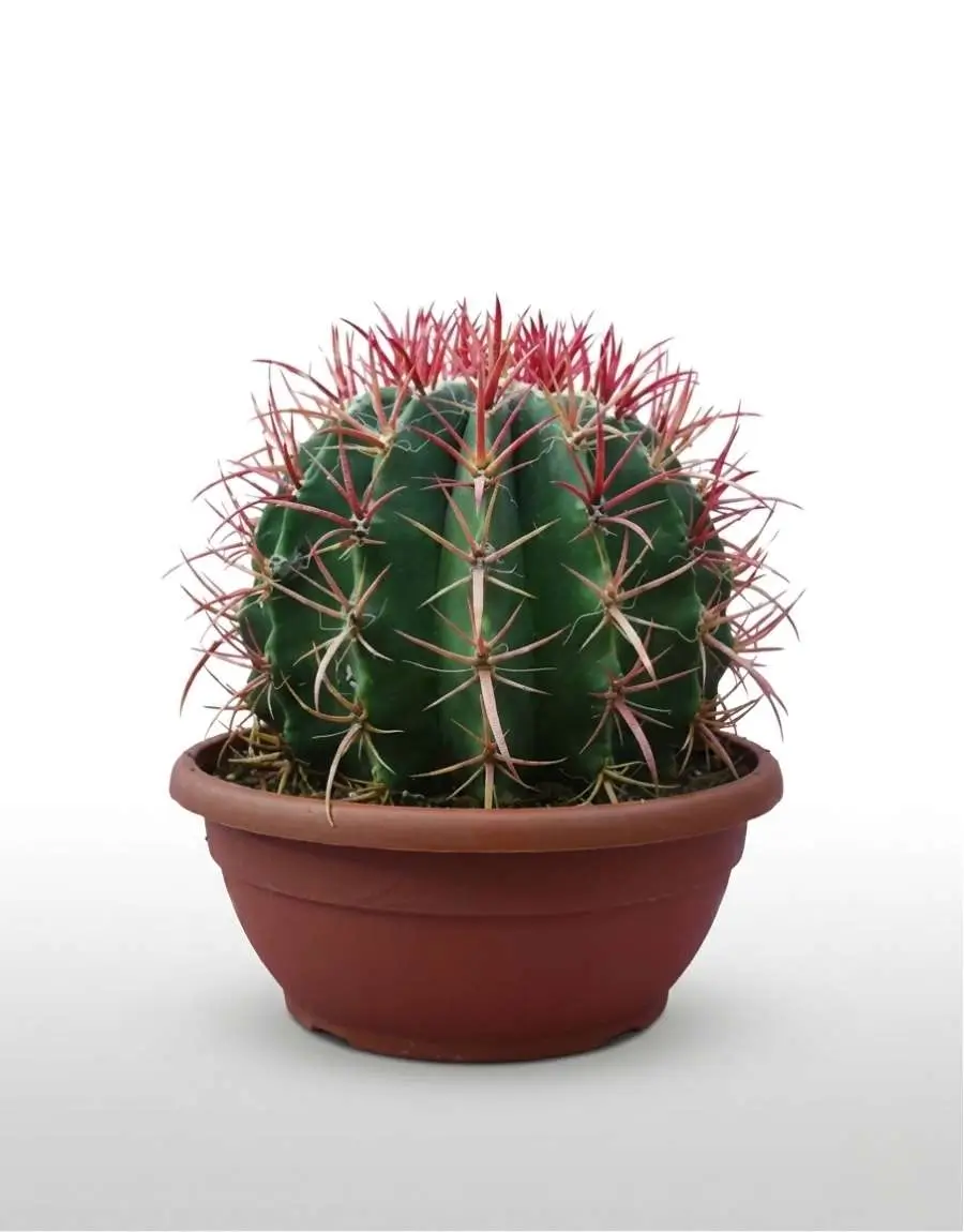 Ferrocactus (2) Ferrocactus
