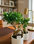 Ficus Bonsai piccolo