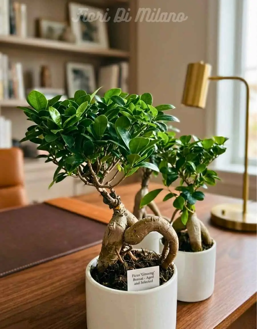 Ficus Bonsai piccolo (1) Ficus Bonsai piccolo