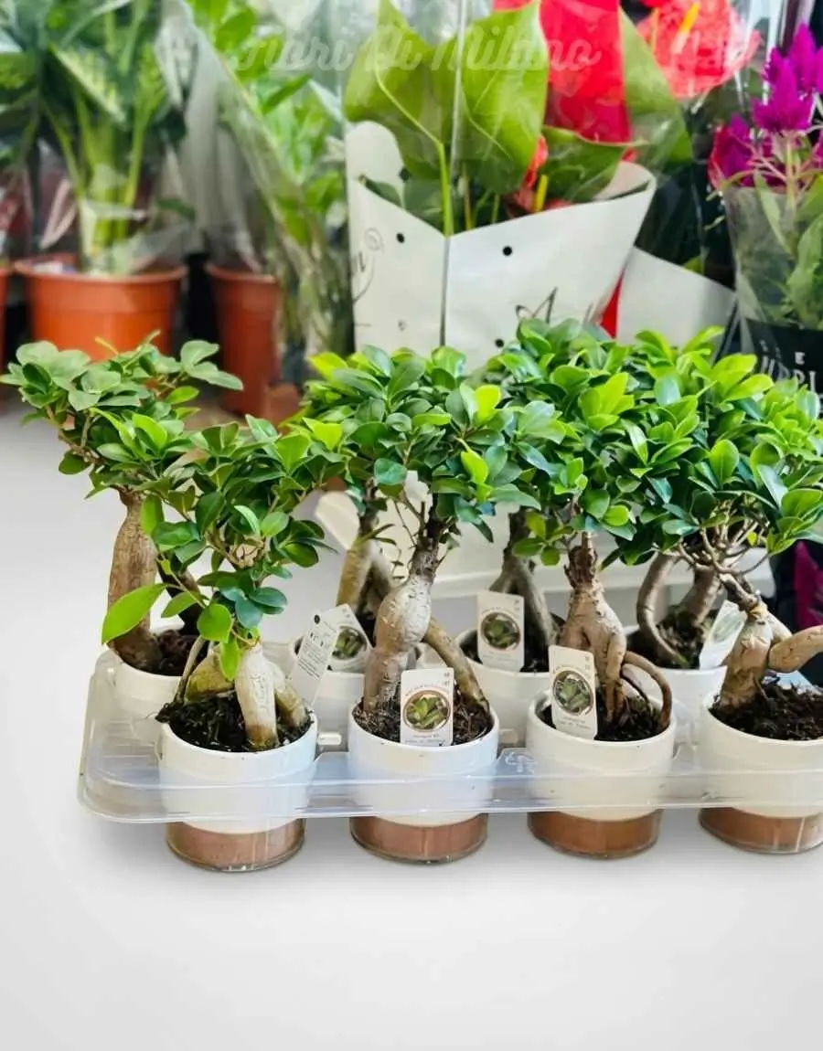 Ficus Bonsai piccolo (2) Ficus Bonsai piccolo (1)