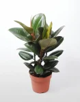 Ficus Robusta Elastica