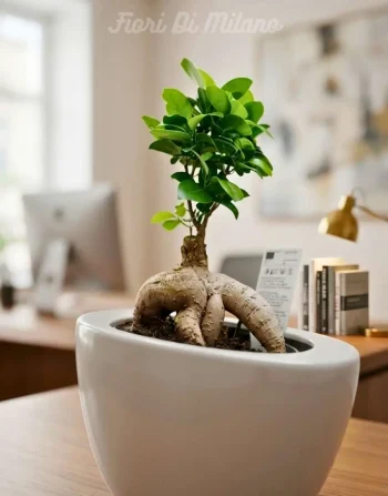 Ficus bonsai piccolo (1)