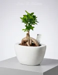 Ficus bonsai piccolo