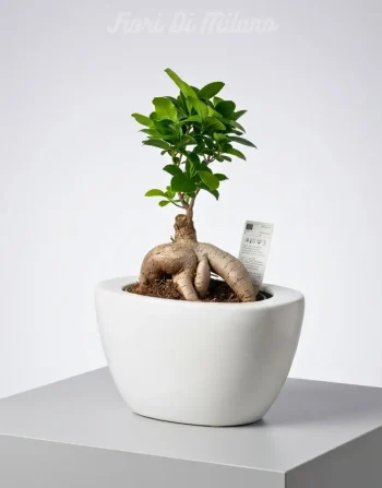 Ficus bonsai piccolo