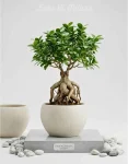 Ficus ginseng bonsai