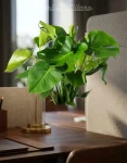 Pianta Monstera (2)