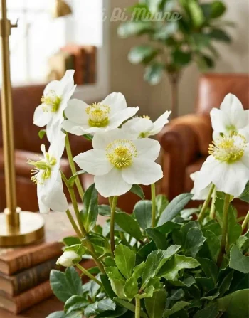 HELLEBORUS (1)