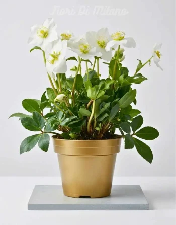 HELLEBORUS