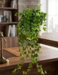Hedera (2)