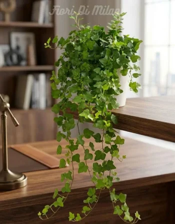 Hedera (1)