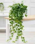 Hedera