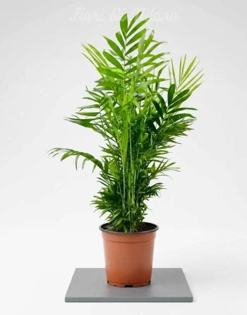 Kentia