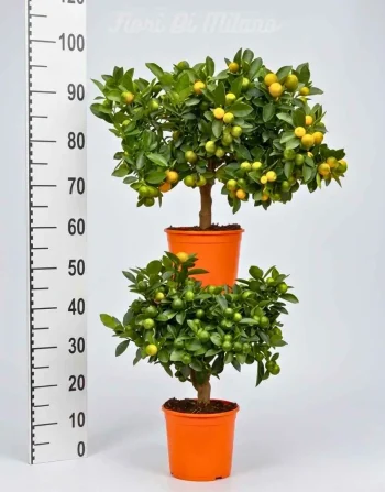 Mandarini cinesi n