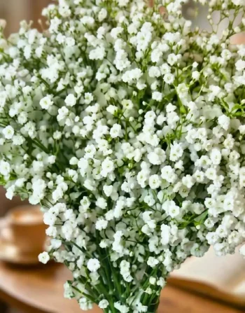 Mazzo DI Gypsophila (1)