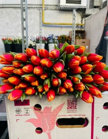 Mazzo di 20 tulipani bicolori (1)