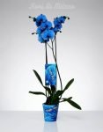 Orchide blue
