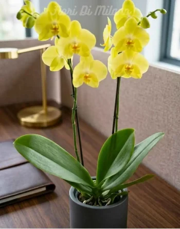 Orchidea Gialla con portavaso (1)