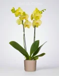 Orchidea Gialla con portavaso