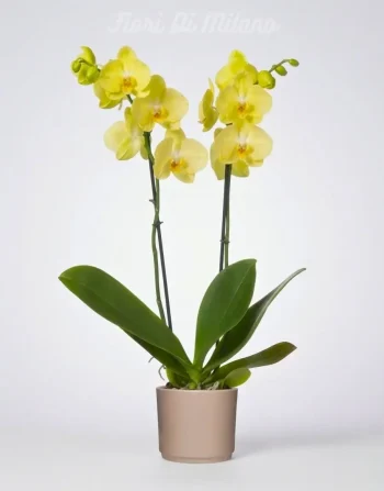 Orchidea Gialla con portavaso