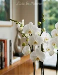 Orchidea bianca (2)