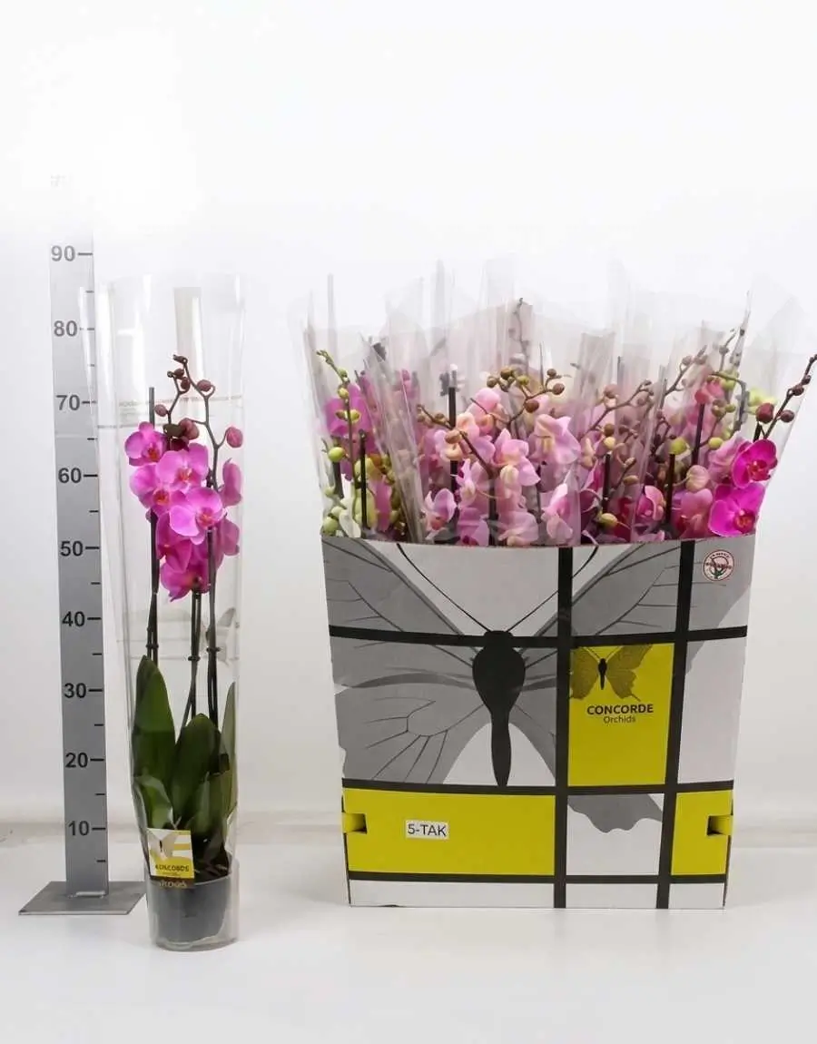 Orchidea rosa (1) Orchidea rosa