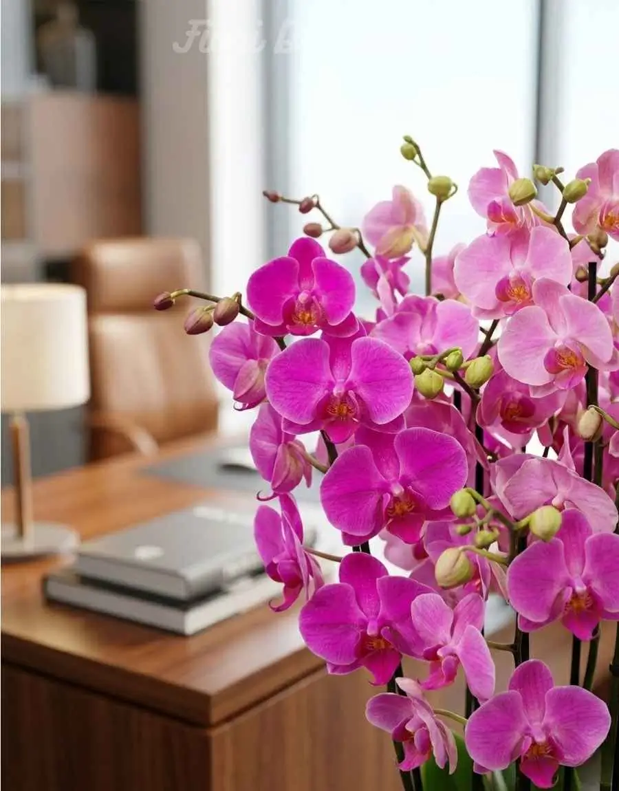 Orchidea rosa (2)