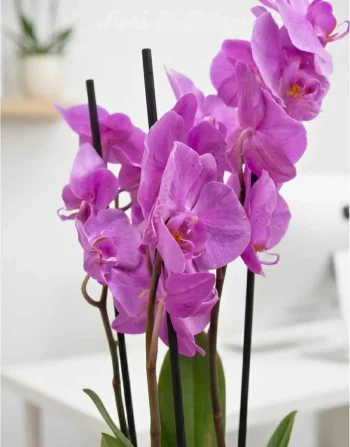 Orchidea rosa con vaso ceramica (1)