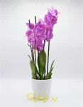 Orchidea rosa con vaso ceramica