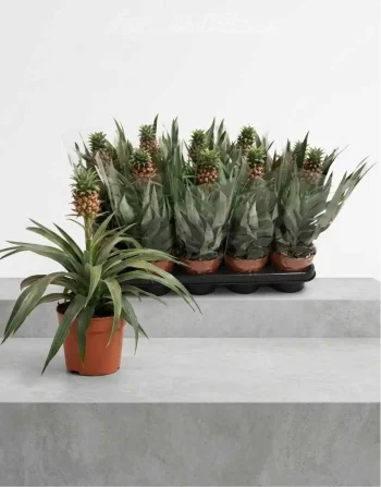 Pianta Ananas (1)