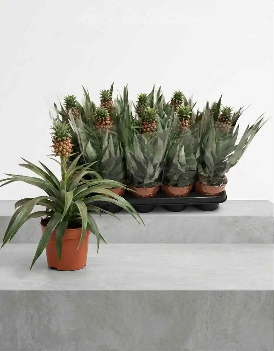 Pianta Ananas (2) Pianta Ananas (1)