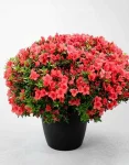 Pianta Azalea Rosso (2)