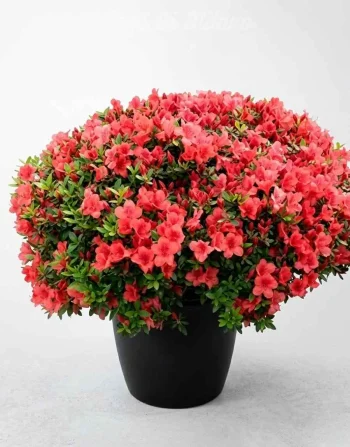 Pianta Azalea Rosso