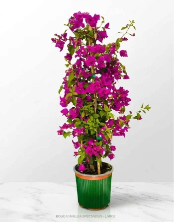 Pianta Bougainvillea