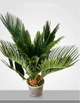 Pianta Cycas