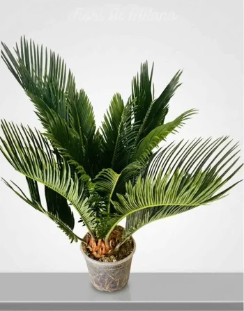 Pianta Cycas