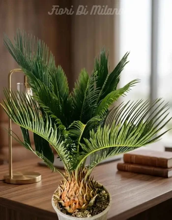 Pianta Cycas (1)