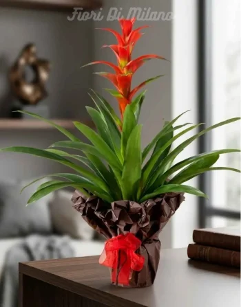 Pianta Guzmania (1)