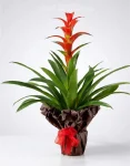Pianta Guzmania