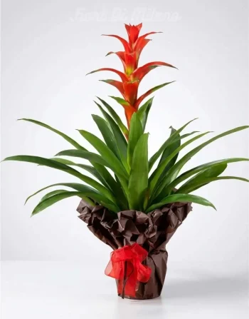 Pianta Guzmania