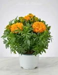 Pianta Marigold