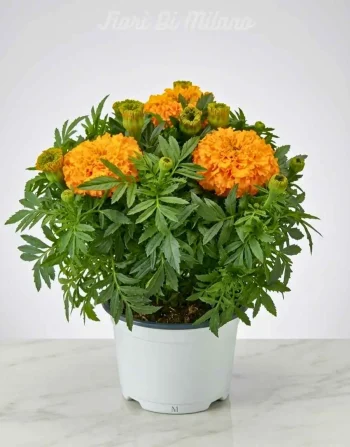 Pianta Marigold