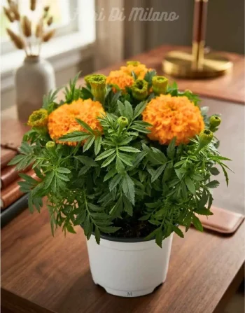 Pianta Marigold (1)