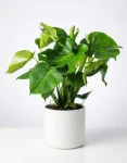 Pianta Monstera (2)